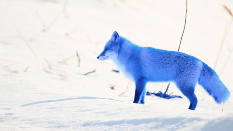 Blue Fox