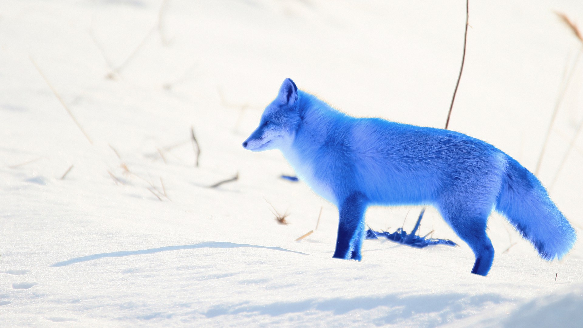 BlueFox Stealer
